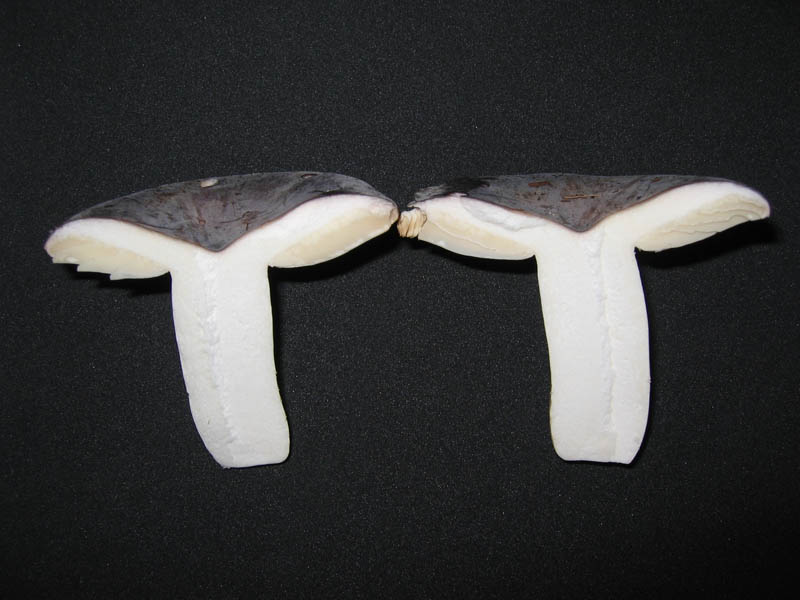 Russula da determinare
