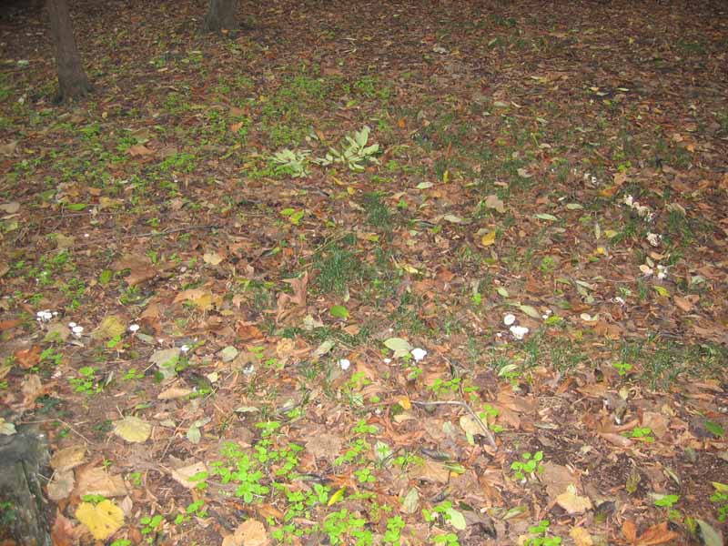 Cerchio delle streghe da identificare