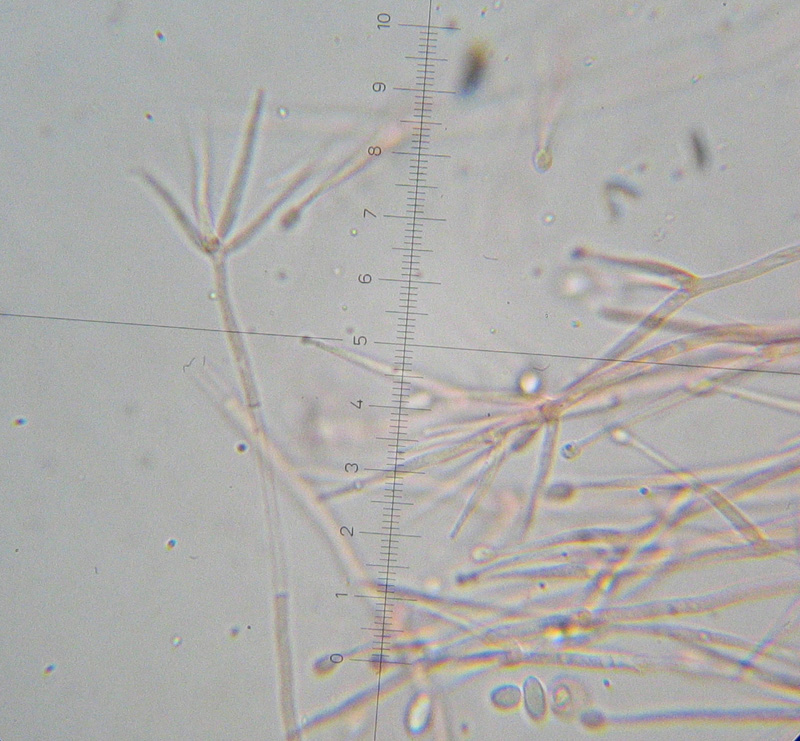 Da determinare (Tubaria romagnesiana parassitata)