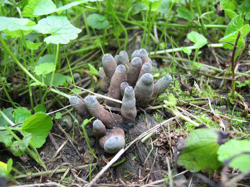 Due foto ... per due funghi ??? QUIZzzzz notturno ...