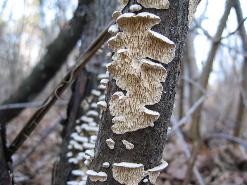 Escursione del  sabato pomeriggio