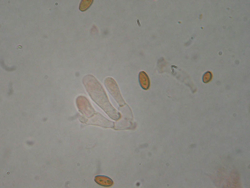 Pholiotina filaris