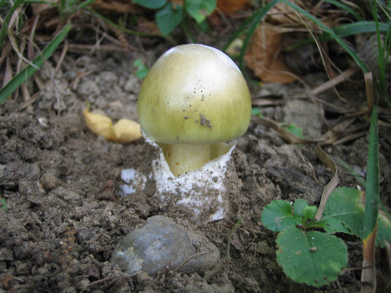 Amanita phalloides