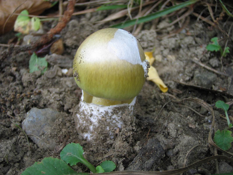 Amanita phalloides