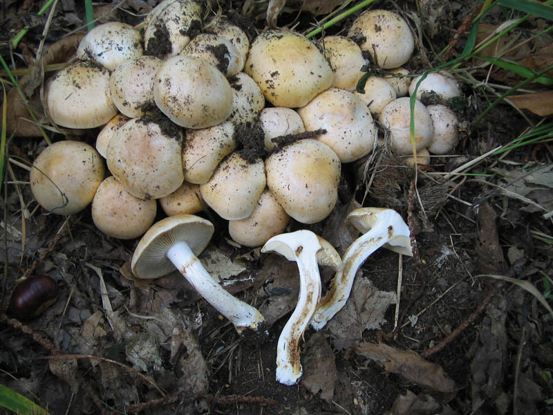 30 cortinari per Gaspy