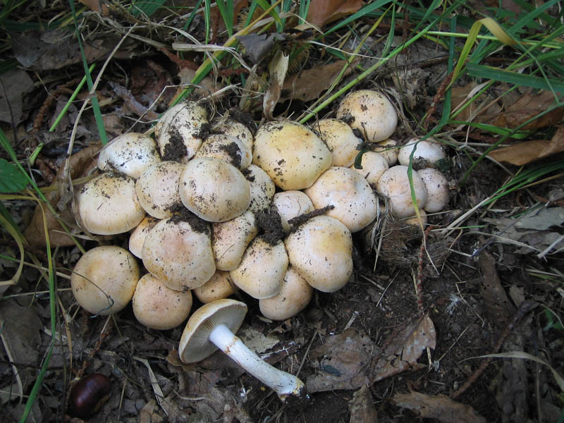 30 cortinari per Gaspy