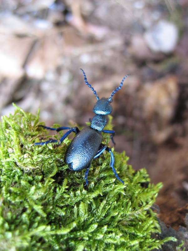 Bruchi in colonna....Thaumetocampa  pityocampa