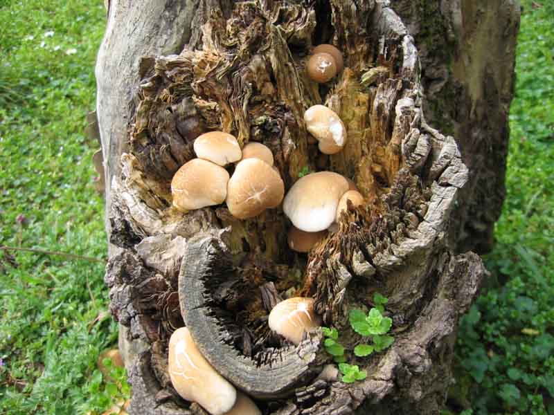 I Funghi primaverili: Agrocybe aegerita
