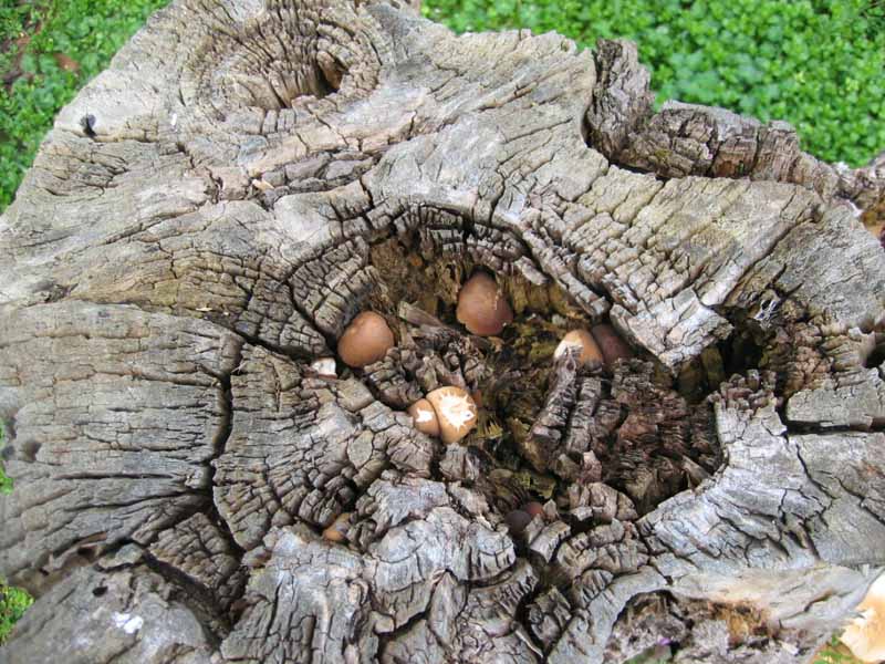 I Funghi primaverili: Agrocybe aegerita