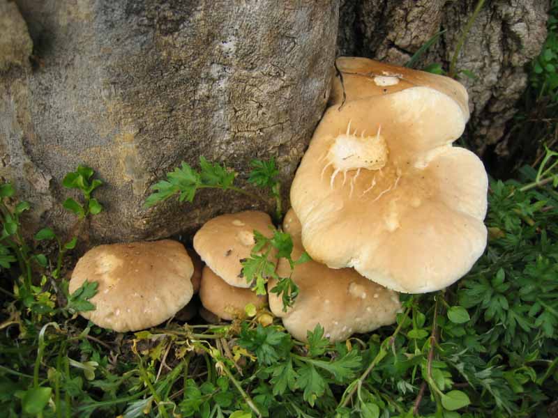 I Funghi primaverili: Agrocybe aegerita