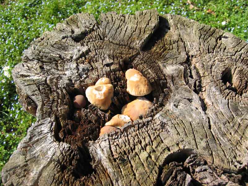 I Funghi primaverili: Agrocybe aegerita