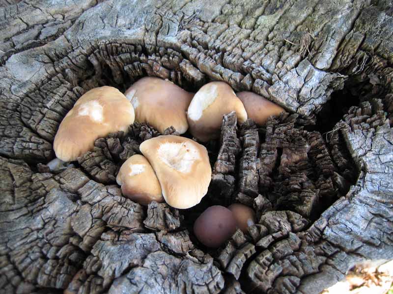 I Funghi primaverili: Agrocybe aegerita
