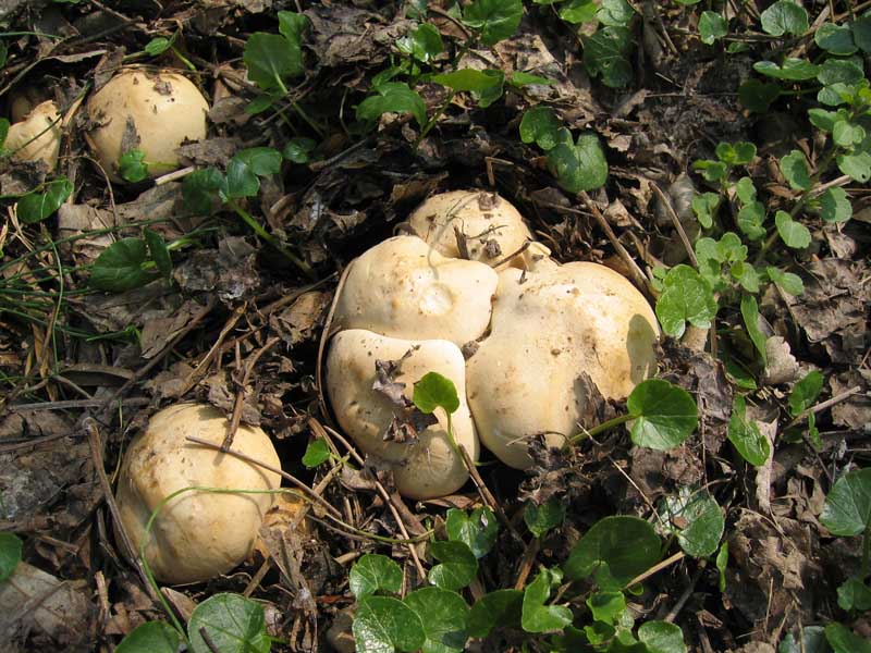 Piccola escursione (Calocybe gambosa)