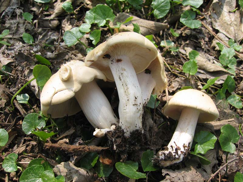 Piccola escursione (Calocybe gambosa)