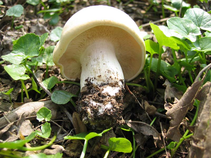 Piccola escursione (Calocybe gambosa)