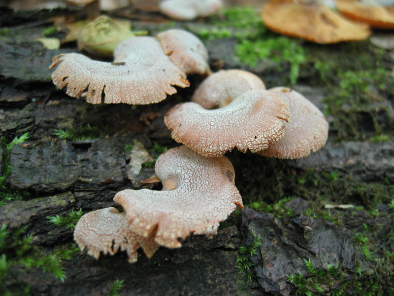 Ritrovamenti del 6 Maggio