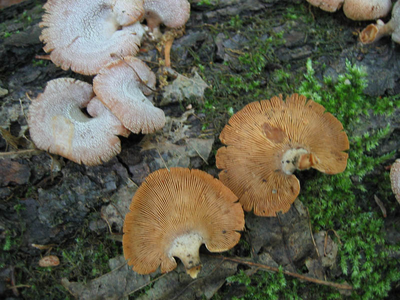 Ritrovamenti del 6 Maggio