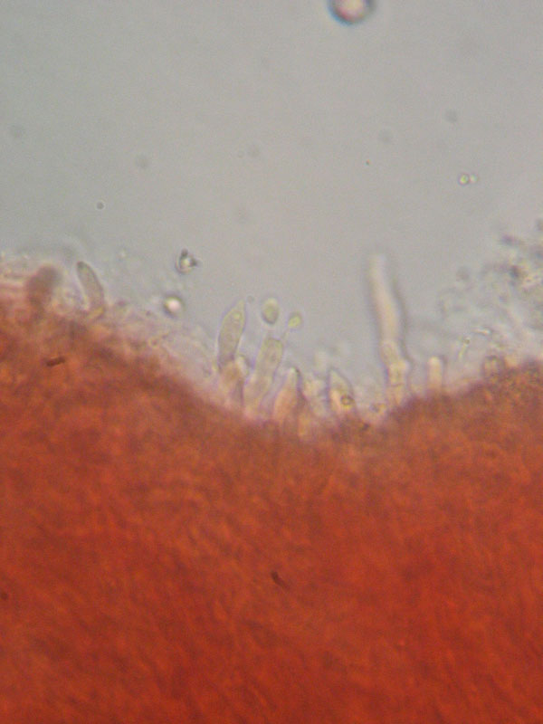 Ritrovamenti del 6 Maggio