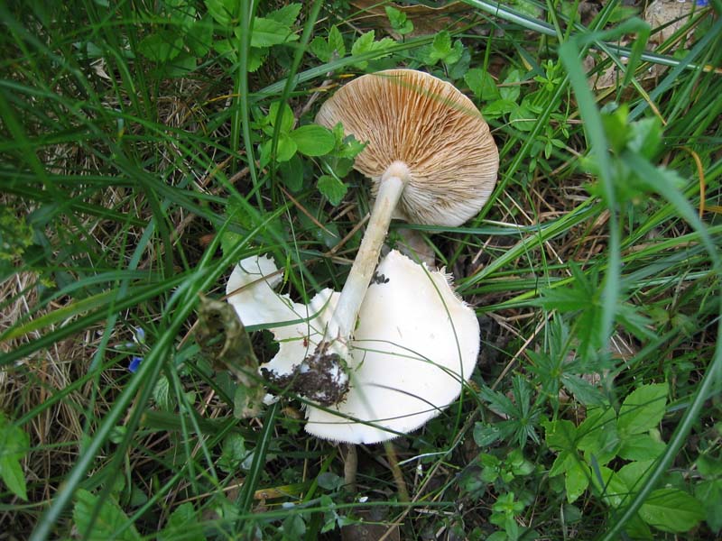 Melanoleuca subalpina ? 13.05.07