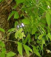 Eppure ti ho visto ...!!!(quiz)