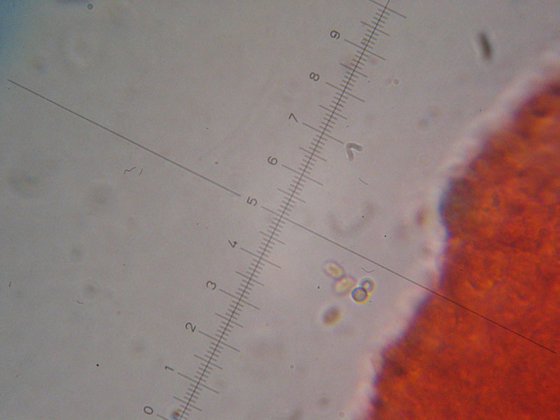 Collybia cirrhata (Schumach.) P. Kumm.