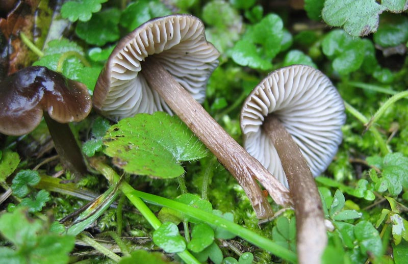 Hygrocybe unguinosa ??