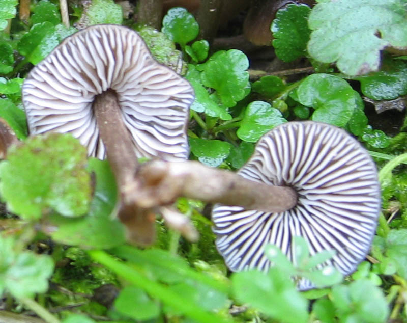 Hygrocybe unguinosa ??