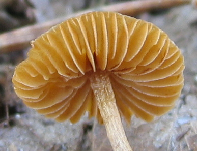 Pholiotina filaris