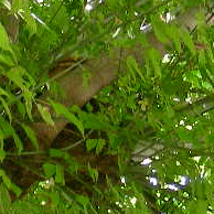 Eppure ti ho visto ...!!!(quiz)