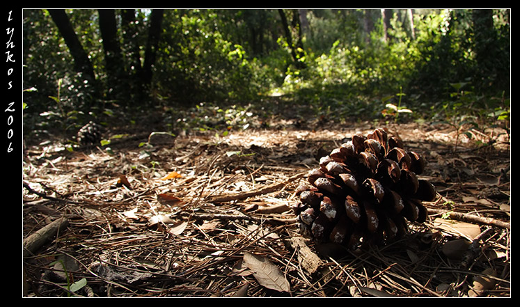 A spasso nel bosco 4