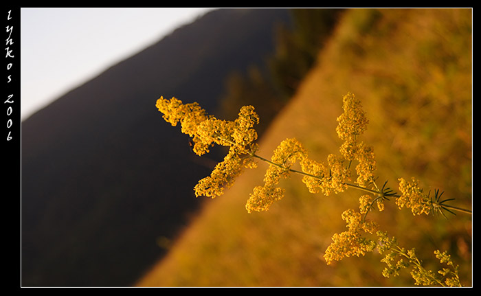 Ricordi di Monte Baldo