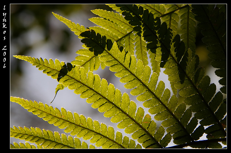 Ricordi di Monte Baldo