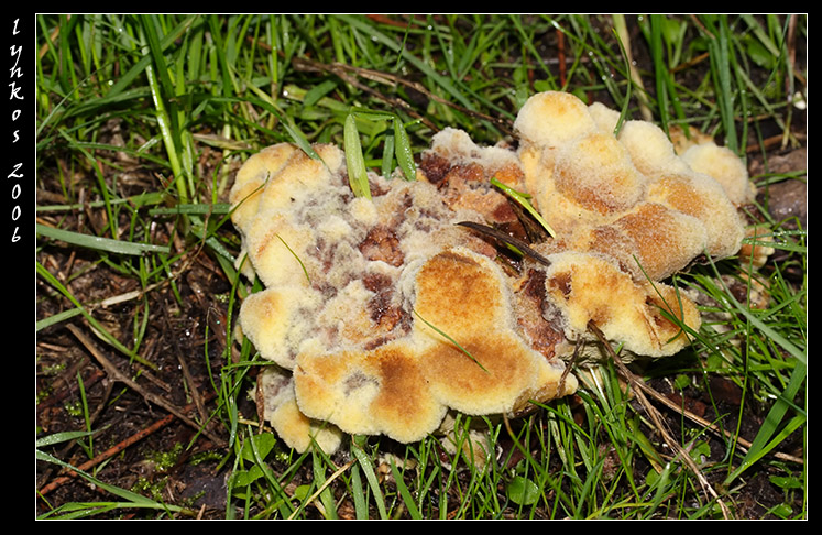 A spasso nel bosco 4