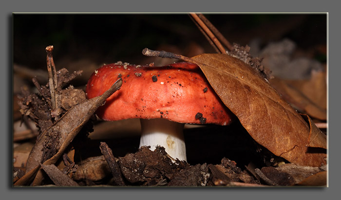 Russule?- Russula maculata