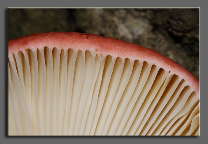 Russule?- Russula maculata