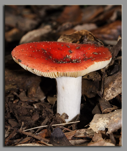 Russule?- Russula maculata