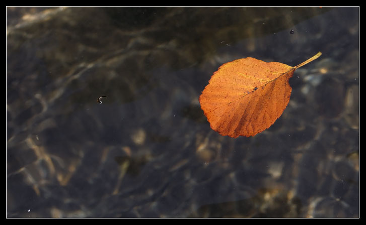 Rio Fiume (Tolfa), i dettagli