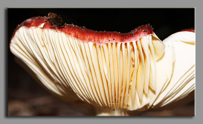 Russule?- Russula maculata