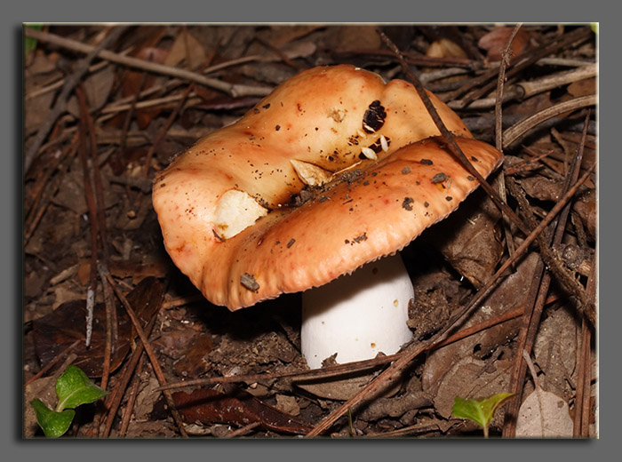 Russule?- Russula maculata