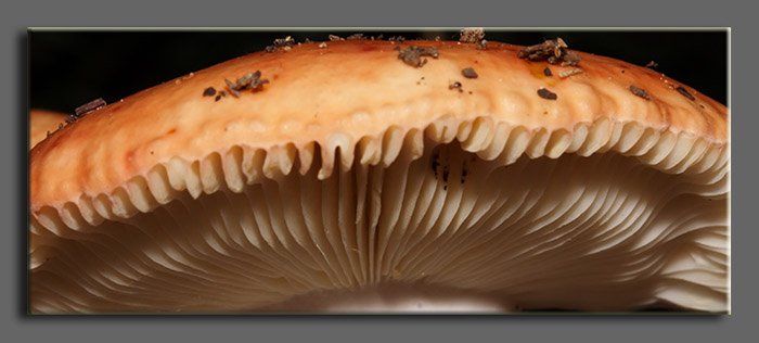 Russule?- Russula maculata