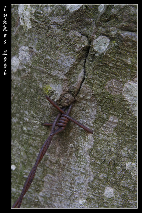 Ricordi di Monte Baldo