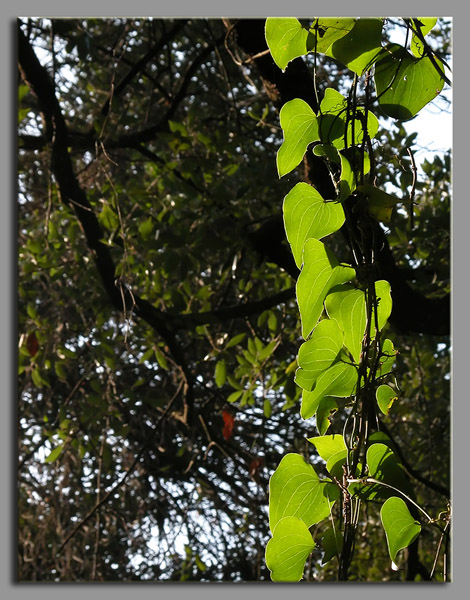Smilax aspera / Stracciabrache, Salsapariglia nostrana