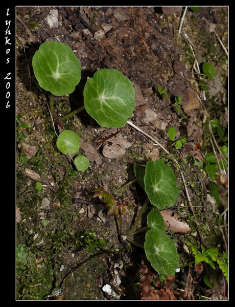 Umbilicus rupestris / Ombelico di Venere