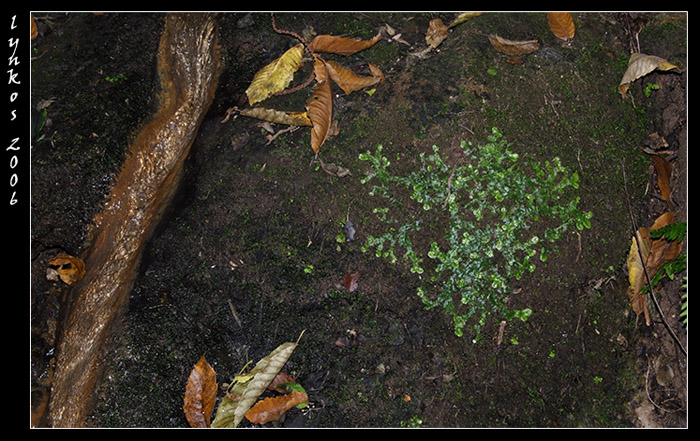 Conocephalum conicum (Marchantiophyta)?