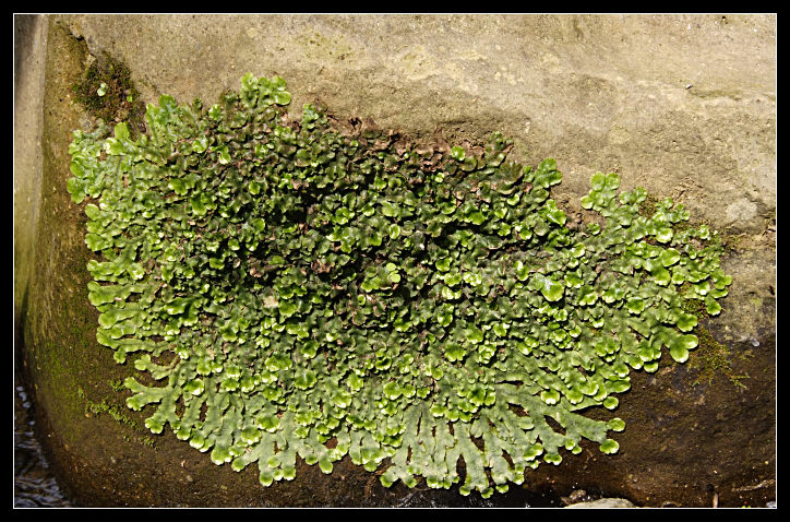 Conocephalum conicum (Marchantiophyta)?