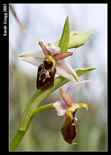 Ophrys exaltata subsp. montis-leonis (ex Ophrys tyrrhena)