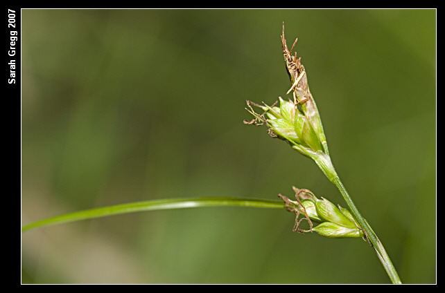 Carex caryopyllea?