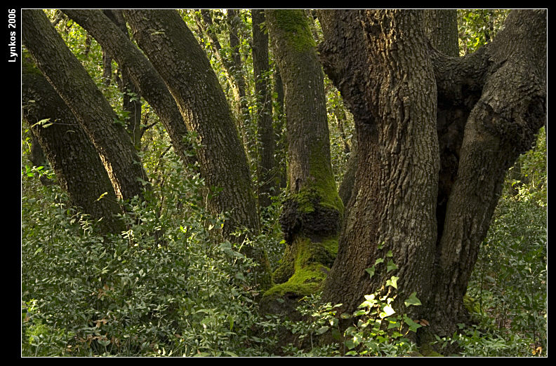 Semplicemente un albero
