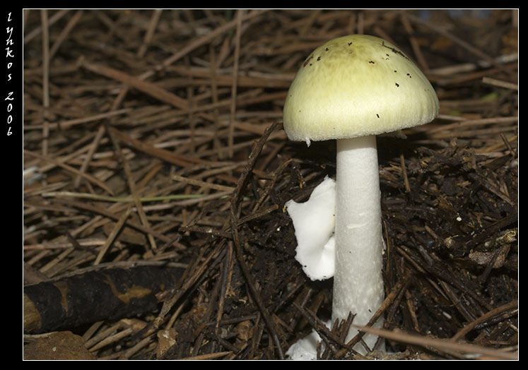 Tornando a Castelfusano