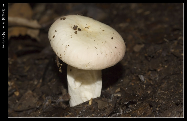 Sempre a Castelfusano